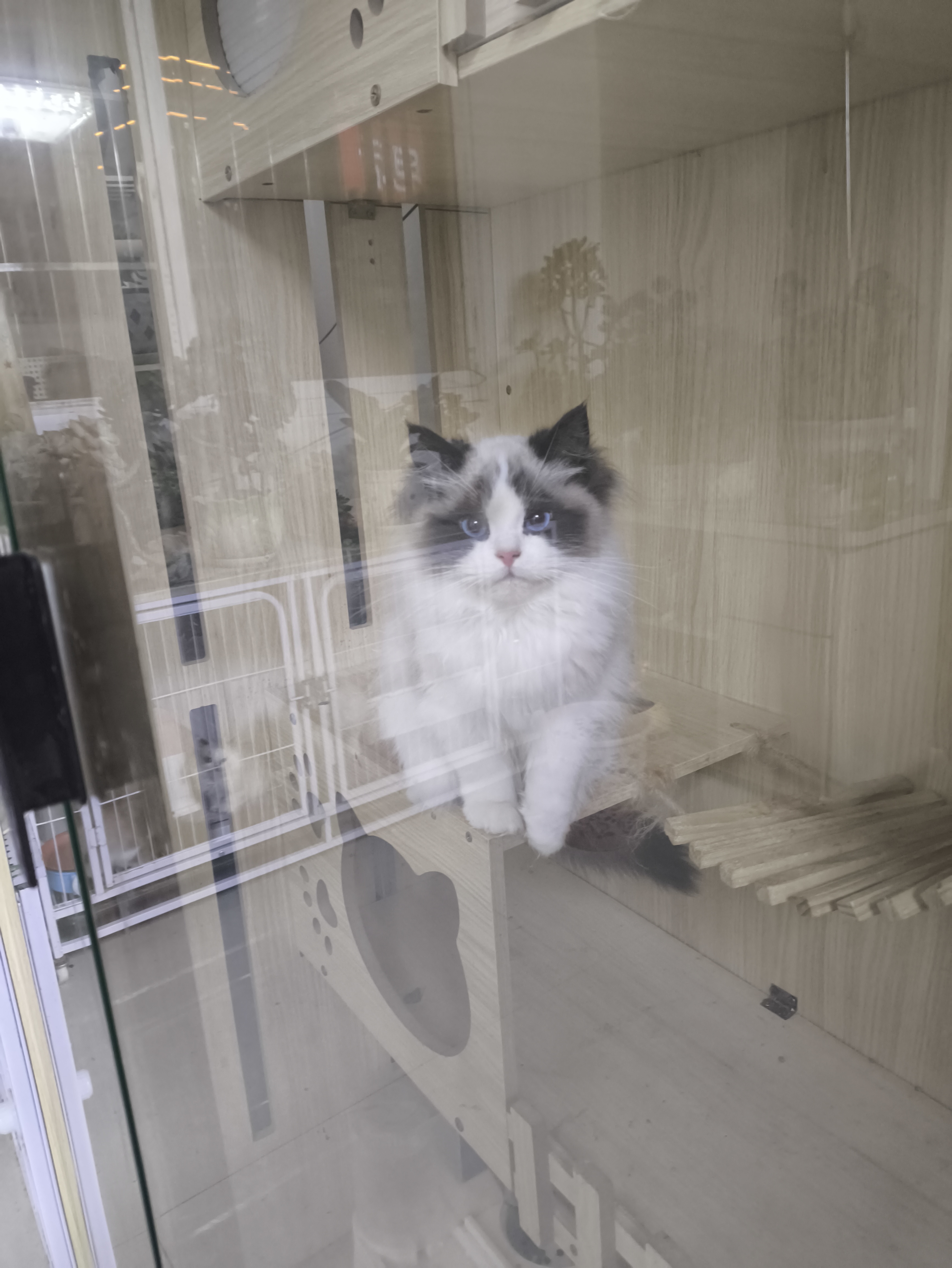 山猫色布偶满耳满背五粉